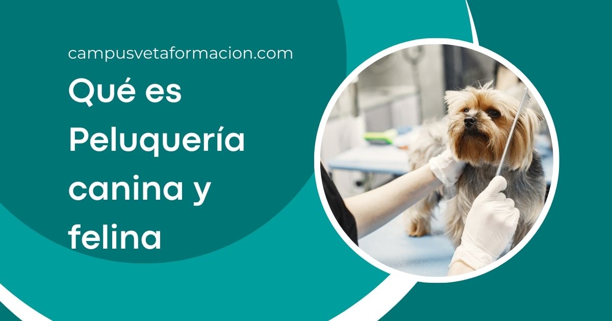 Peluquería canina y felina