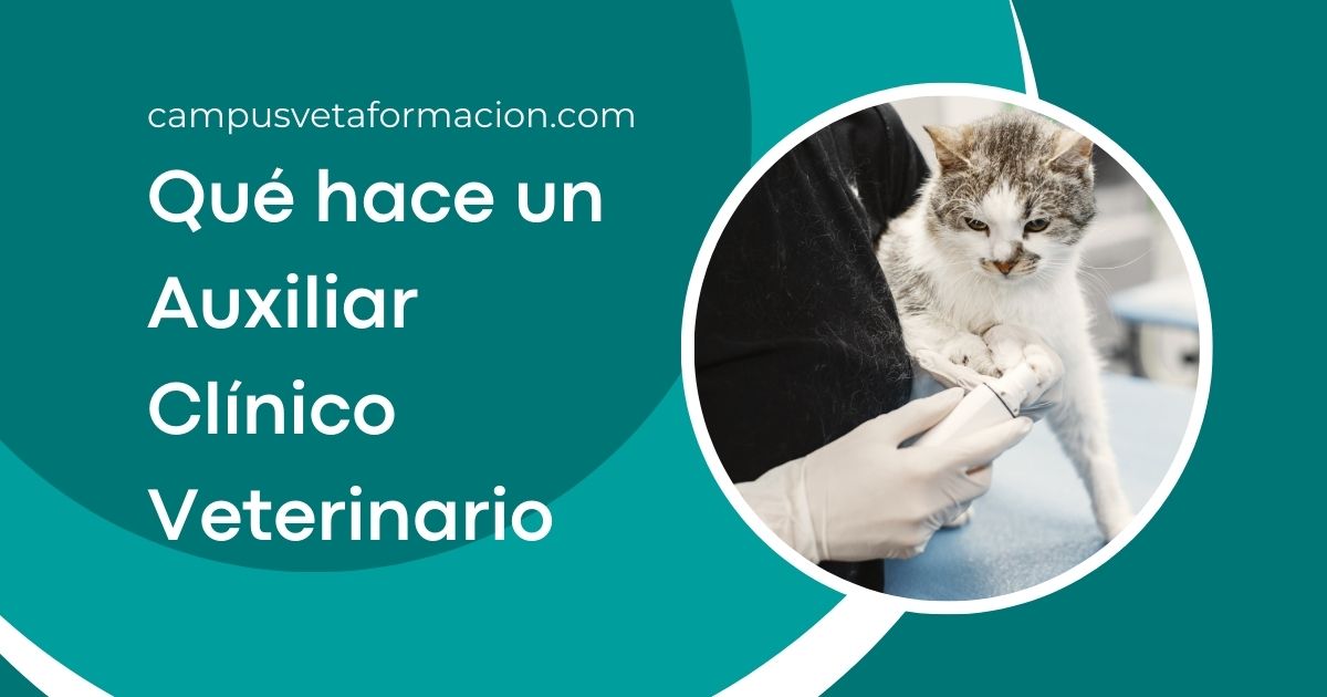 Auxiliar clínico Veterinario ATV