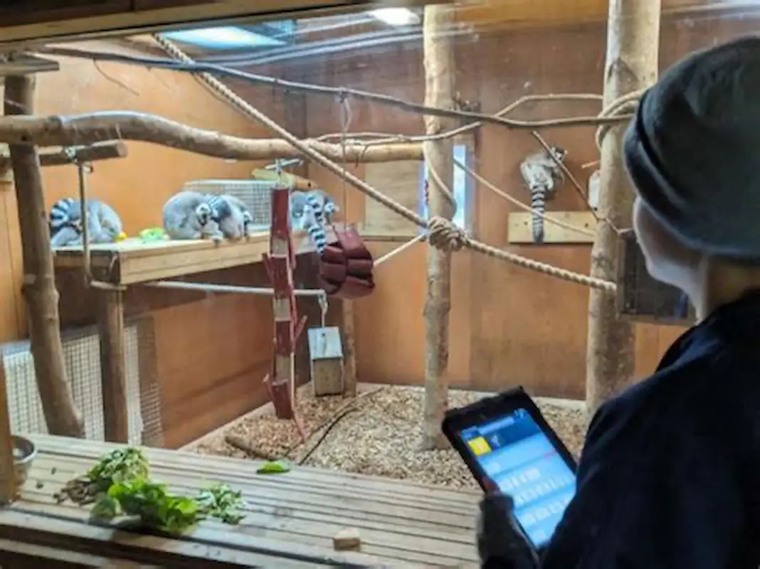 Bienestar inmersivo en zoológicos aplicado por un cuidador en práctica